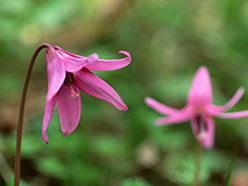 Asian Fawnlily Village – Yabana